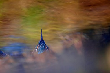 Riesige Gratulation an Markus - Naturfotograf des Jahres