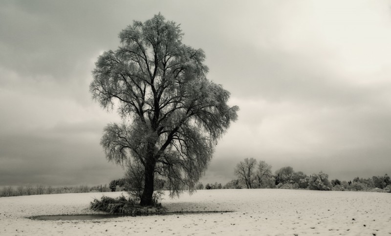 Mein Freund der Baum