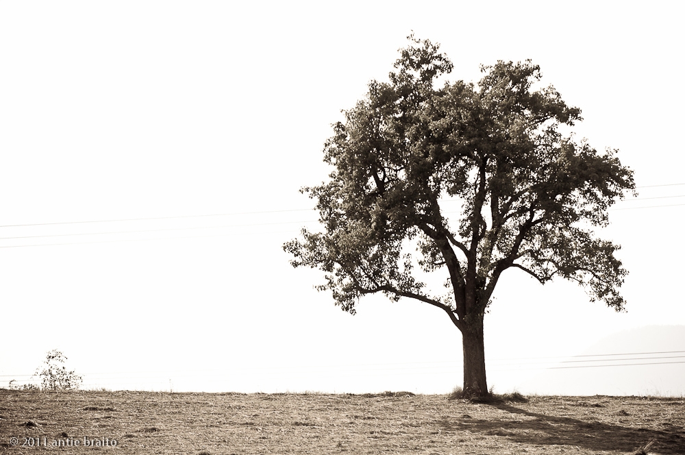 ein Baum alleine auf weiter Flur....