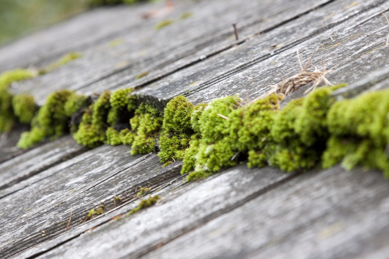 Holzdach mit Moos