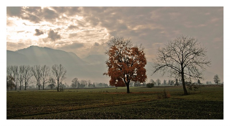 Mein Freund der Baum