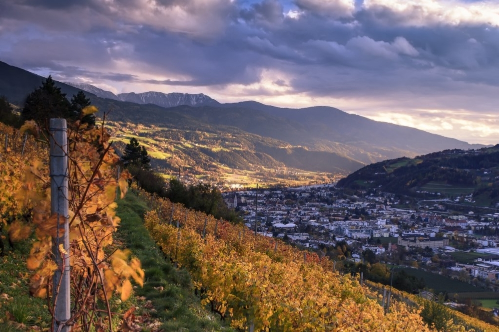 Weinberg bei Brixen