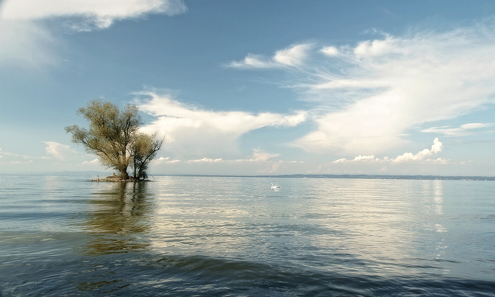 Bodensee ( Rheinholz)