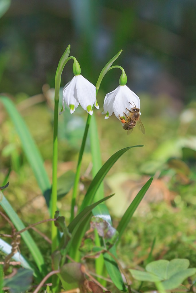 Schneeglöckchen im Frühlingstal 