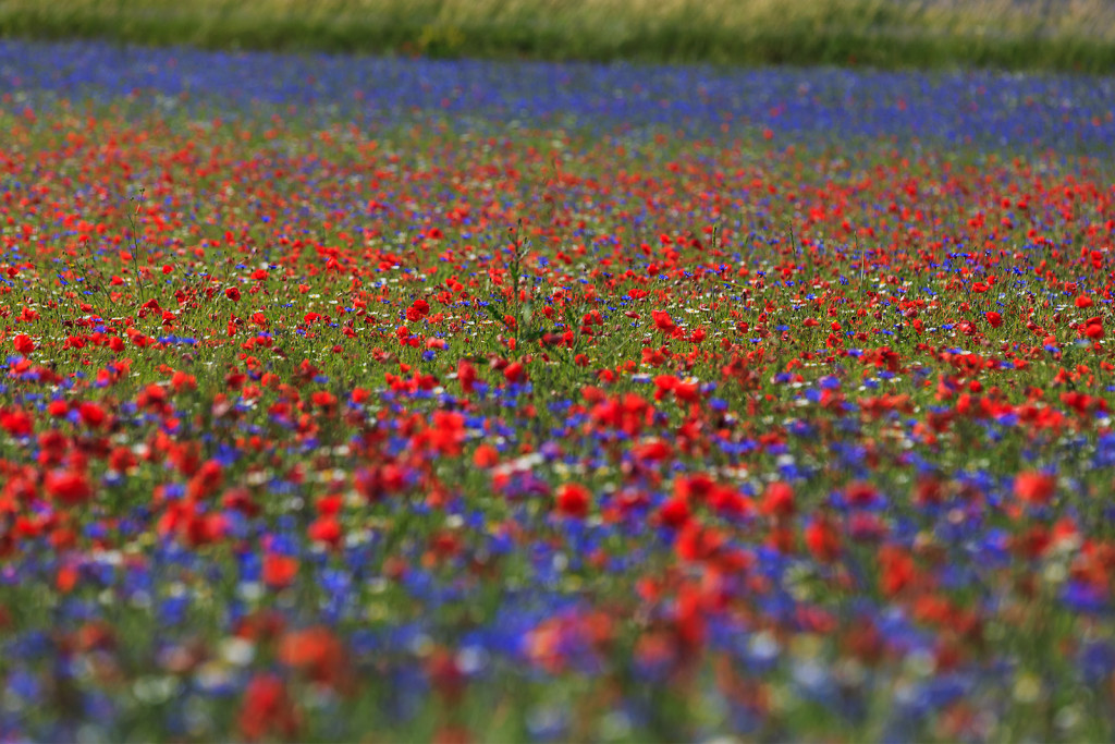 Hochtal Monti Sibillini_Castelluccio di Norcia