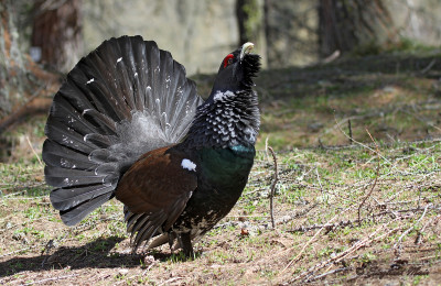 Hahnbalz im Hochwald