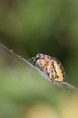 20150710-6519-2