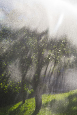 sommerregen-im-garten