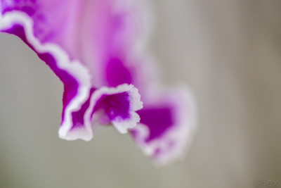 Orchiedeenwelt Alex P-8