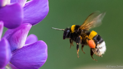 Hummelflug