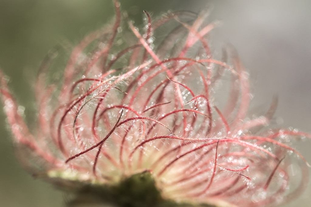 Wirres Durcheinander-Verblühte Anemone