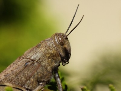 Heuschrecke im Garten