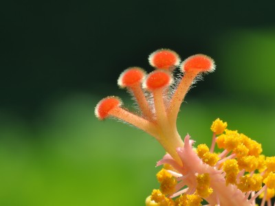 Hibiskusstempel