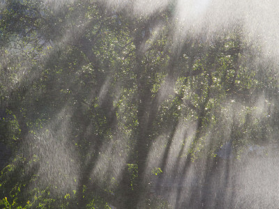 sommerregen-im-garten