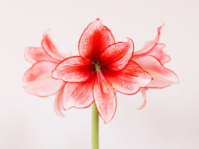 Amaryllis.jpg