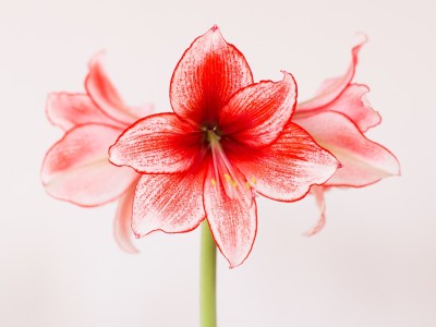 7-amaryllis-alexandra-pichler