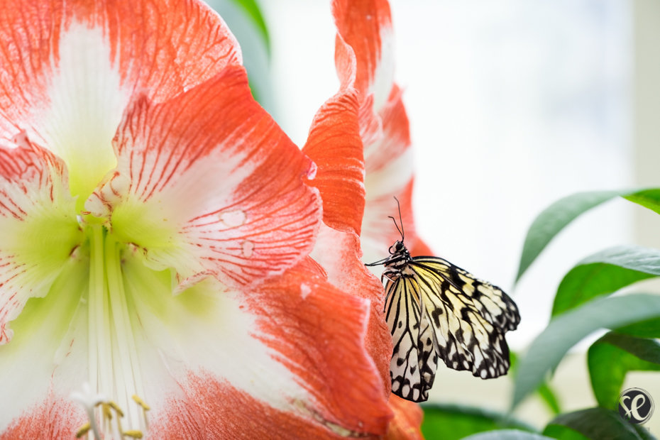 Schmetterling