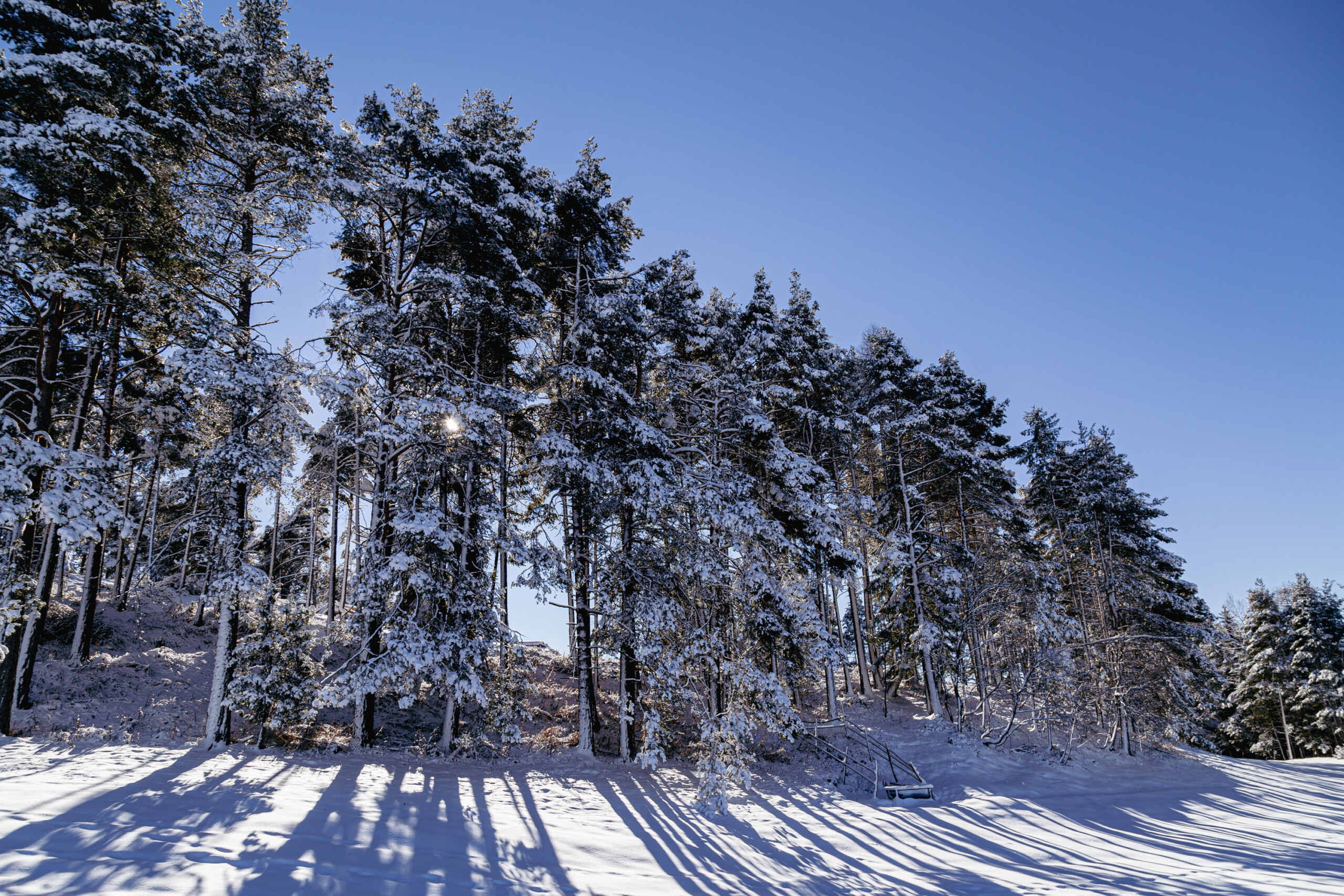 Winterwald