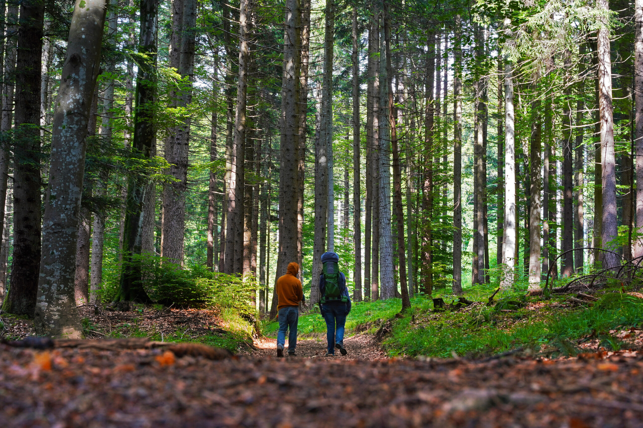 Waldspaziergang