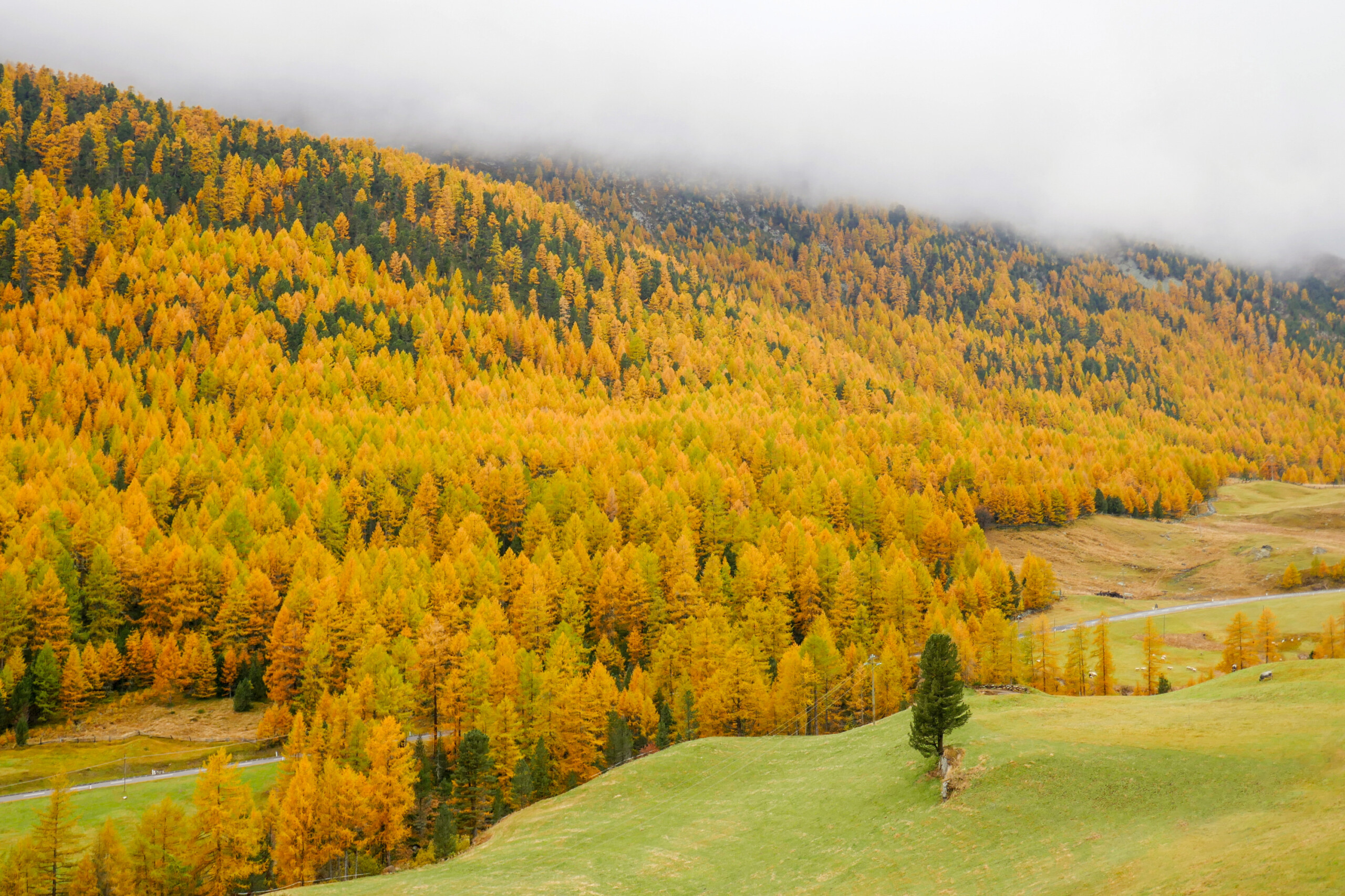 Der Wald und sein Vorsteher