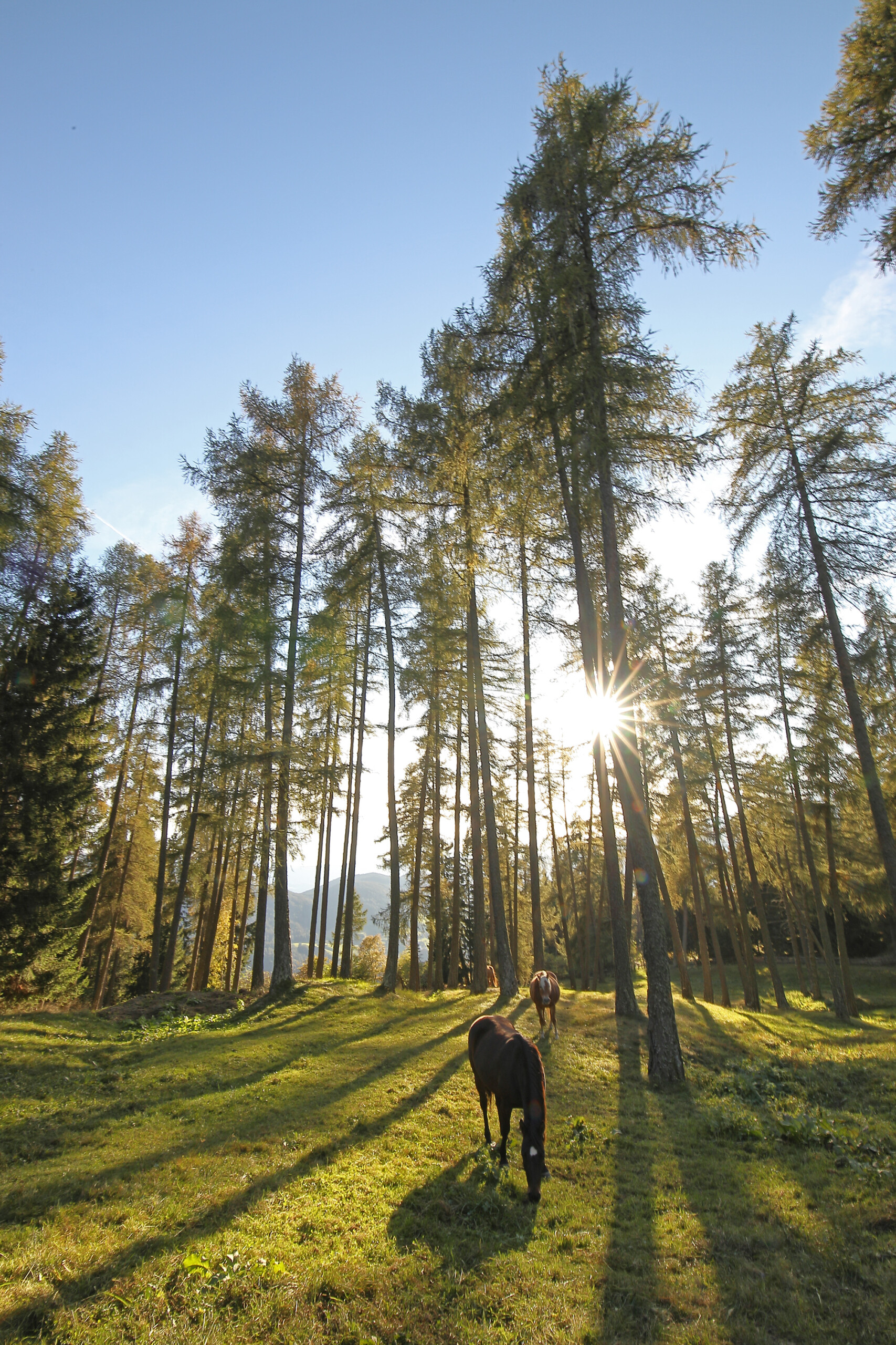 Pferde im Wald