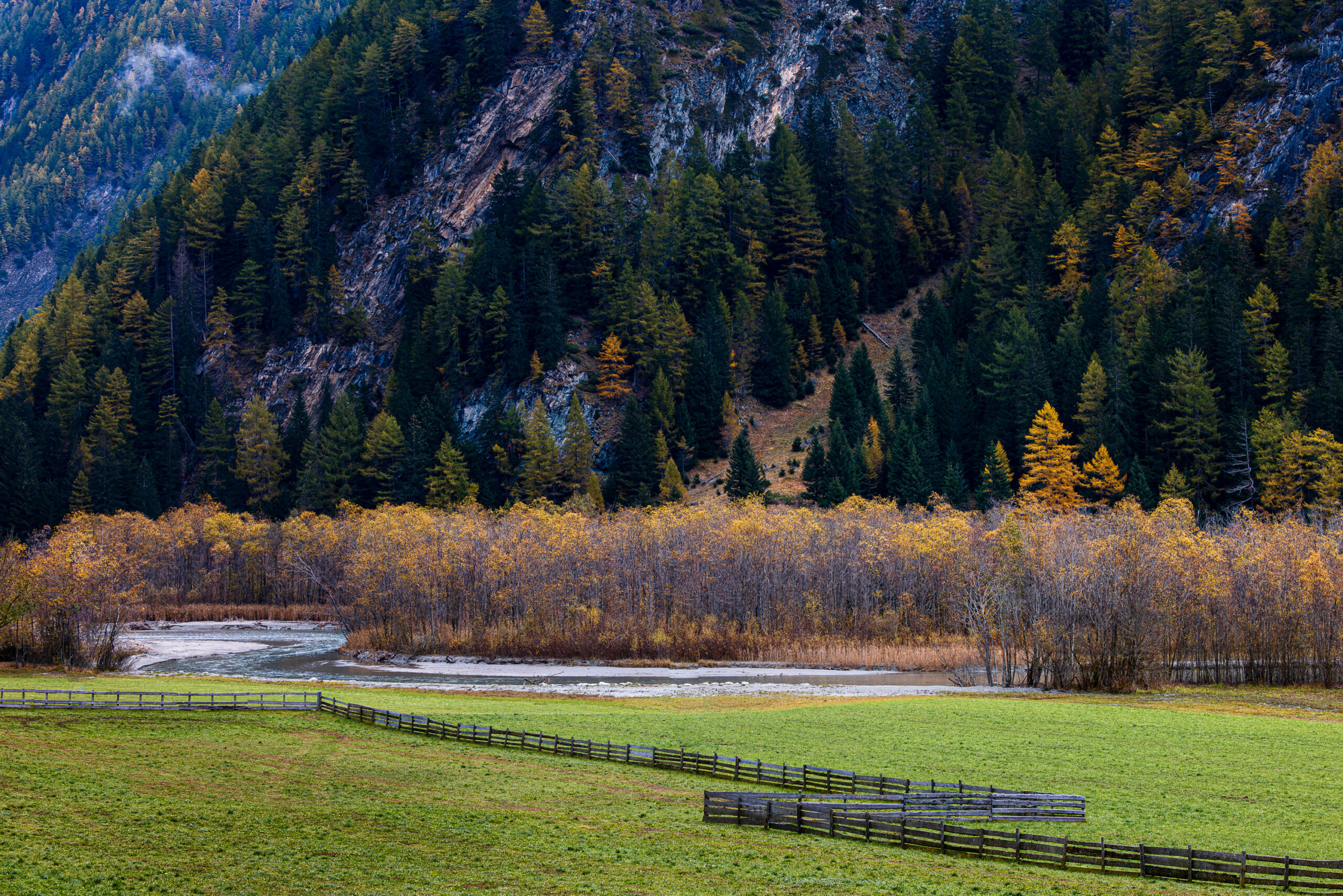 herbstlicher Erlenwald