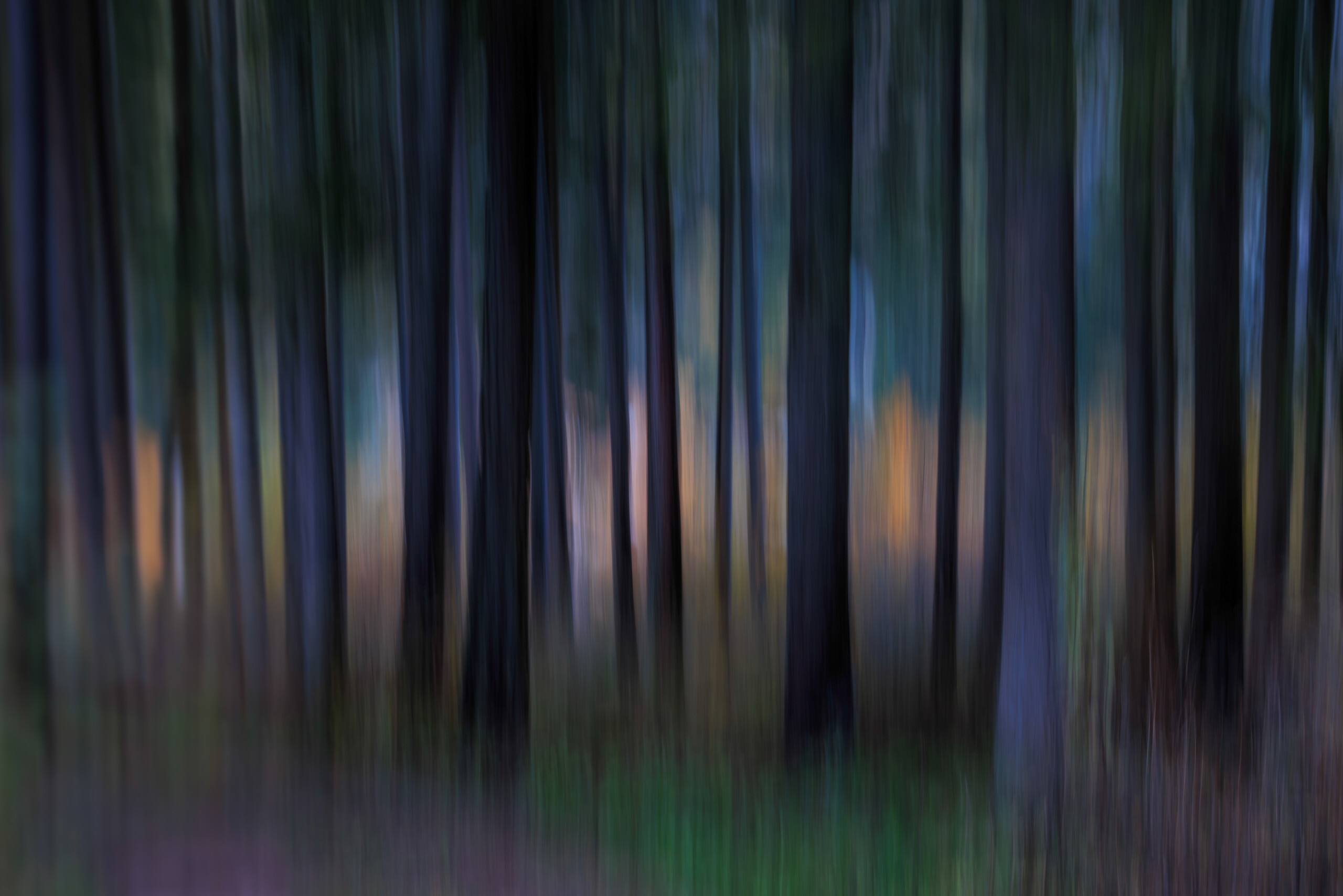 Die Magie des Waldes