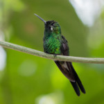 kolibri72a0493