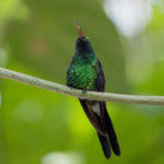kolibri72a0499